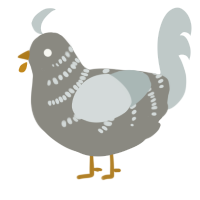 A ash and silver chicken with a half-bar pattern