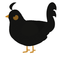 A black chicken with a double-lace pattern