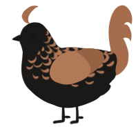 A sable and brown chicken with a half-lace pattern