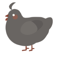 A grey chicken