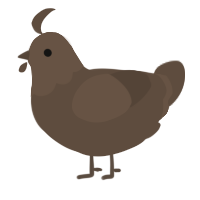 A bark chicken with a head pattern