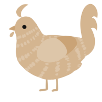 A beige chicken with a bar pattern