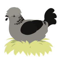 A ash and black chicken with a neck-band pattern