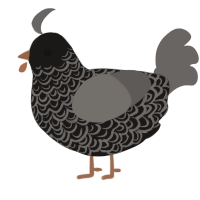 A sable and grey chicken with a double-lace pattern