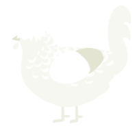 A white chicken with a half-lace pattern