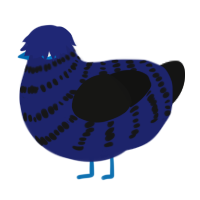 A navy and black chicken with a bar pattern
