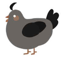 A grey and sable chicken