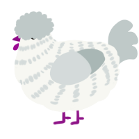 A white and silver chicken with a bar pattern