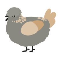 A ash and beige chicken with a neck-speckle pattern