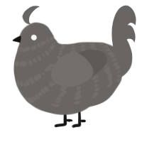 A grey chicken with a bar pattern