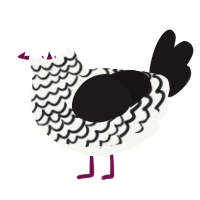 A white and sable chicken with a lace pattern