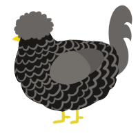 A sable and grey chicken with a lace pattern