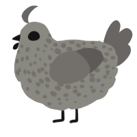 A ash and grey chicken with a speckle pattern