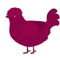A maroon chicken with a bar pattern