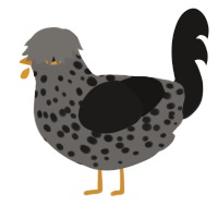 A grey and sable chicken with a speckle pattern