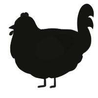 A black chicken