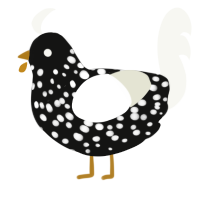 A black and white chicken with a speckle pattern