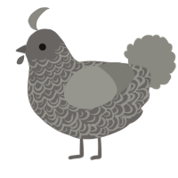 A grey and ash chicken with a double-lace pattern
