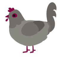 Ash, a ash and grey chicken with a head pattern