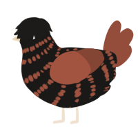 A sable and russet chicken with a bar pattern