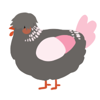 A grey and rose chicken with a neck-band pattern