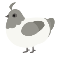 A white and ash chicken with a head pattern