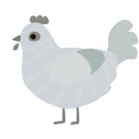 A mist and silver chicken with a bar pattern