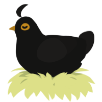 A black and sable chicken