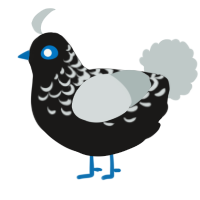 A sable and silver chicken with a half-lace pattern