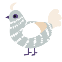 Seed, a silver and cream chicken with a bar pattern