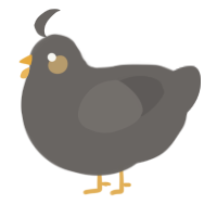 A grey chicken
