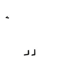 A white chicken