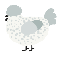 A white and silver chicken with a speckle pattern