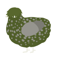 A olive and ash chicken with a speckle pattern