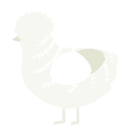 A white chicken with a half-bar pattern