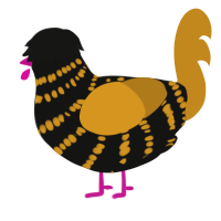 Zebra Cake, a black and ochre chicken with a bar pattern