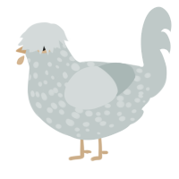 A silver chicken with a speckle pattern