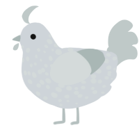 A mist and silver chicken with a speckle pattern