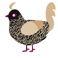 dauber, a black and beige chicken with a double-lace pattern