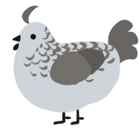 A mist and grey chicken with a half-lace pattern