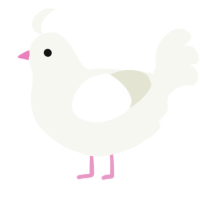 A white chicken
