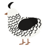 Victorian child, a white and sable chicken with a lace pattern