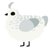 A white and silver chicken with a half-lace pattern