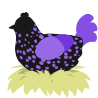 A sable and blurple chicken with a speckle pattern