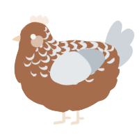 A brown and mist chicken with a half-lace pattern