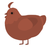 A russet chicken with a head pattern
