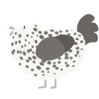 A white and grey chicken with a speckle pattern