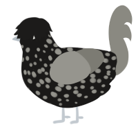 A sable and ash chicken with a speckle pattern