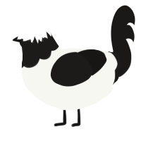 A white and sable chicken with a head pattern
