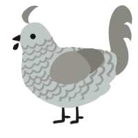A silver and ash chicken with a lace pattern